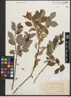 Foto von Salix starkeana Willd.